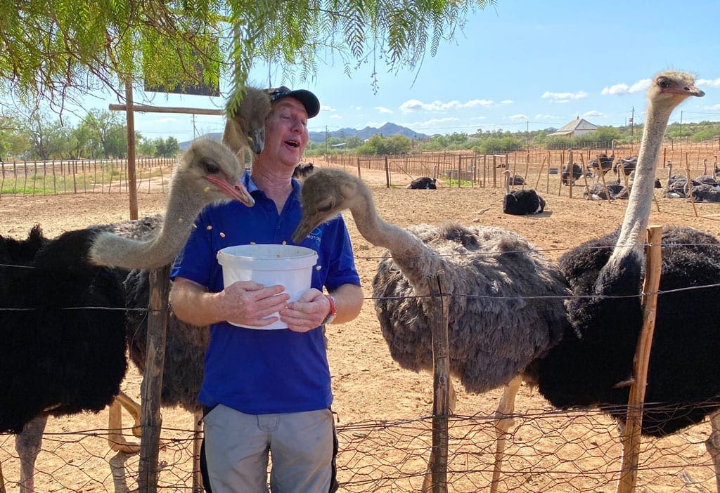 Feeding the Ostriches.