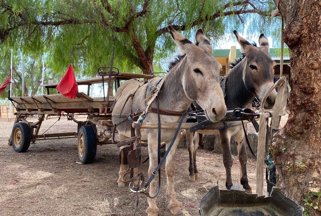 Dirt roads 4 Two Donkey's attached to a cart.