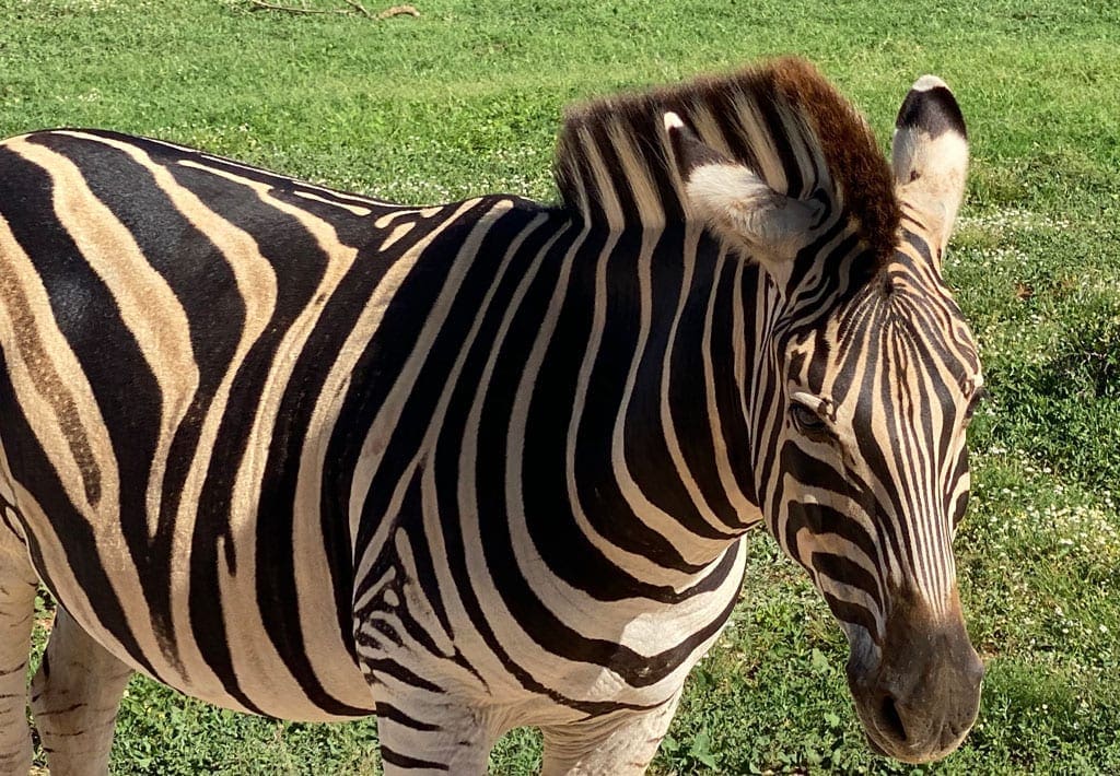 A close up of a Zebra.