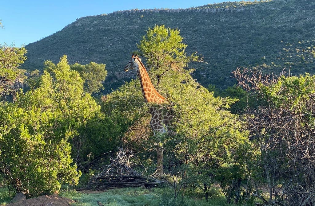 Turning back 6 A giraffe stands amongst trees.