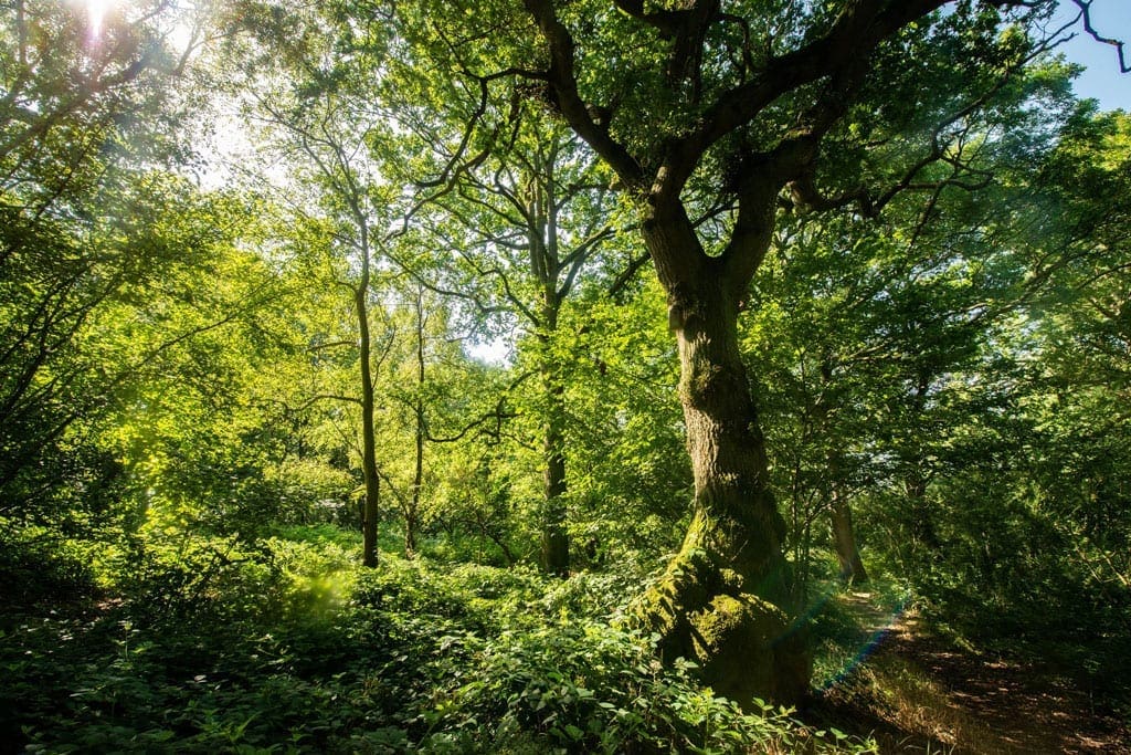 Glyn Davis Wood in Warwickshire, more than half of which will be lost to HS2 development.