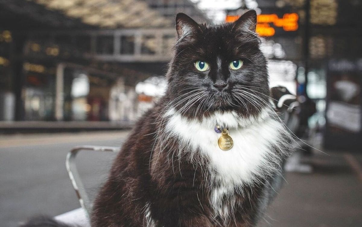 Fans mourn death of railway station cat and internet sensation Felix
