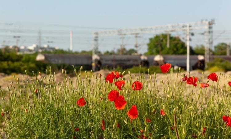 Rail union cancels planned strike out of respect for Poppy Day