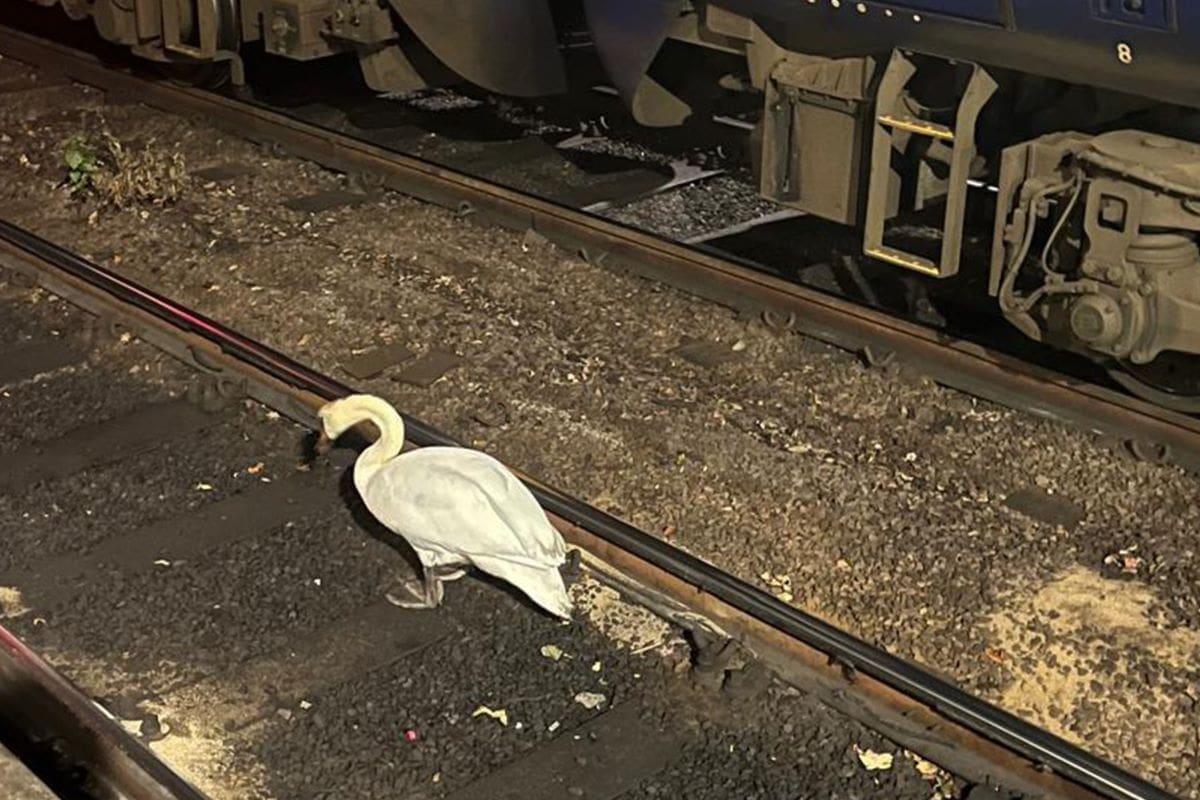 Swan on tracks causes rush-hour train disruption