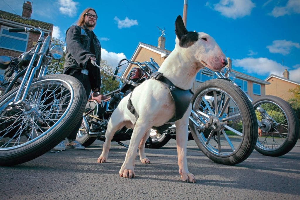 A white dog in front of a collection of bikes.
