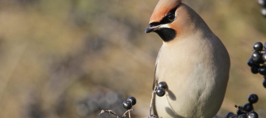 Birdwatch records a ‘waxwing winter’