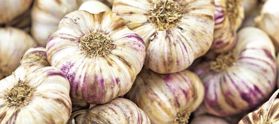Beginner’s guide to garlic
