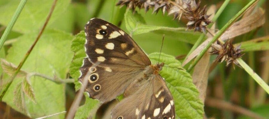 Forest habitats for butterflies