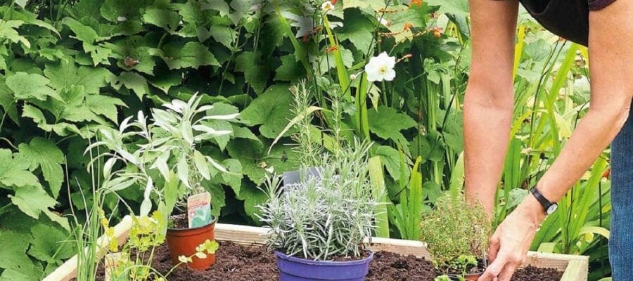 Make A Herb Bed