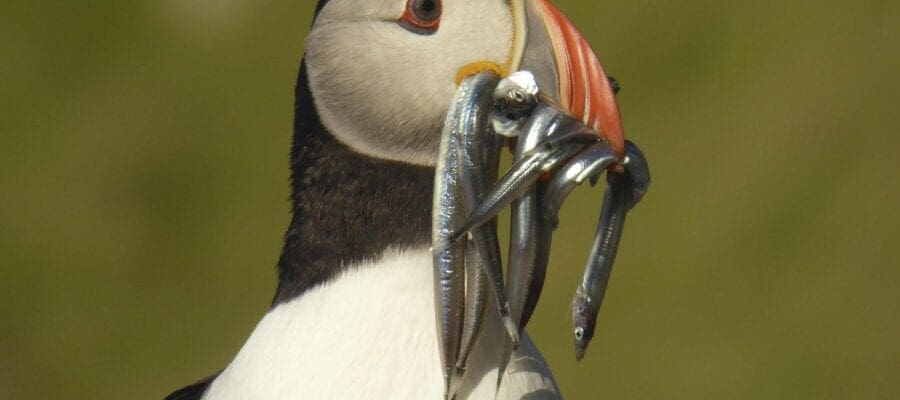 Help save puffins from home – join the Puffarazzi!