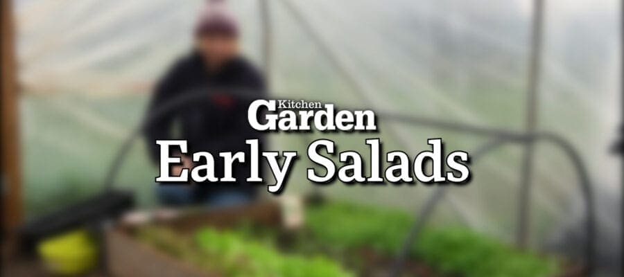 Video: Salads You Can Grow Early