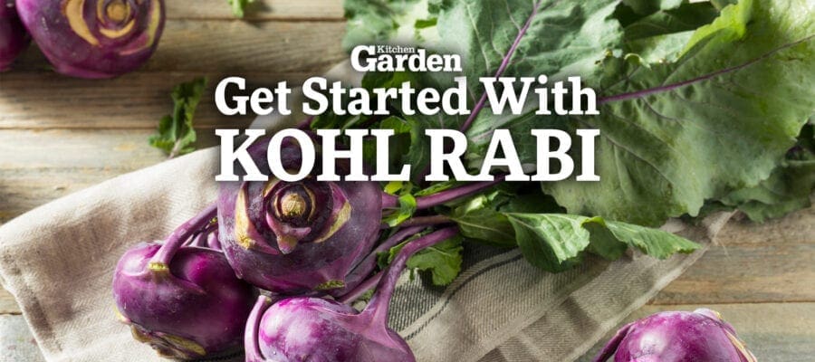 Video: How to Get Started Growing Kohl Rabi