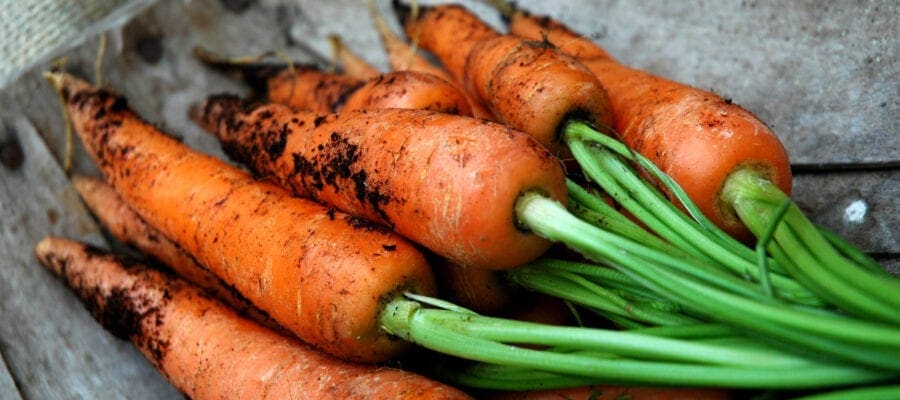 Carrot supplies hit by heavy flooding