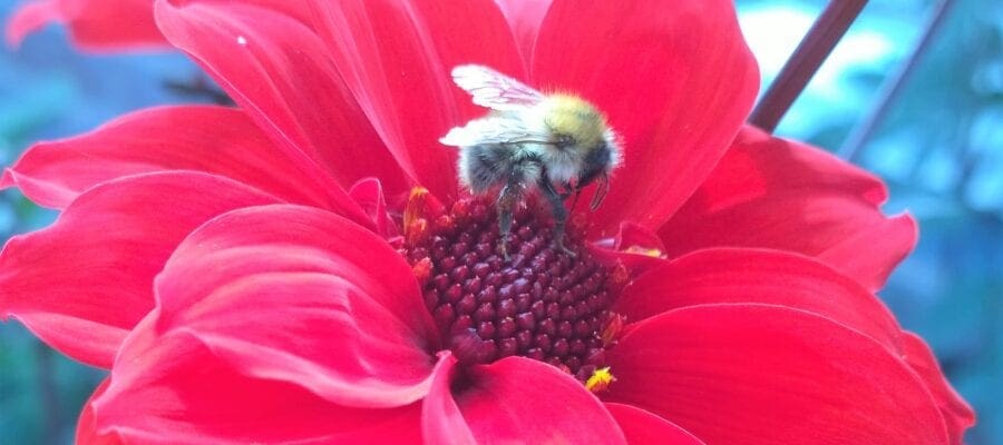 Sign up to grow blooms for bees