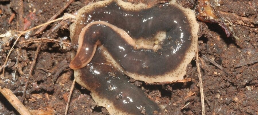 Help track the New Zealand flatworm