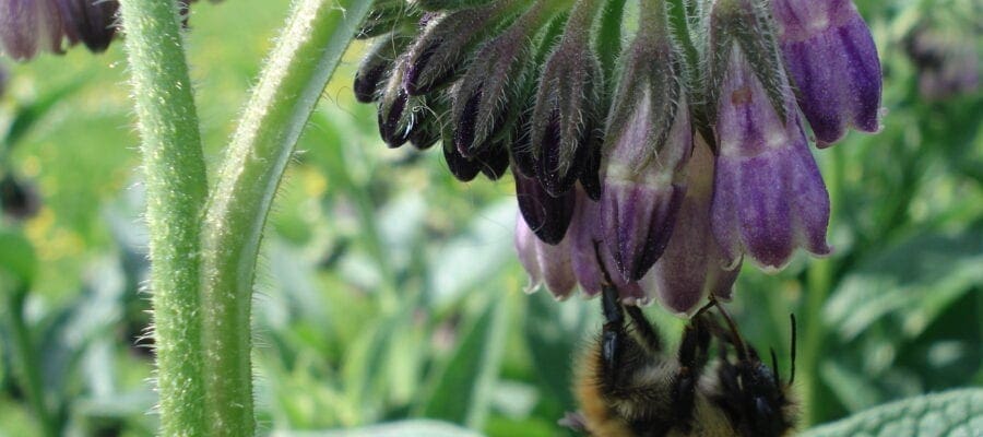 Bumblebees breed better in cities