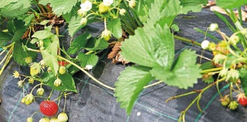 Fruit At A Glance: Summer Strawberries