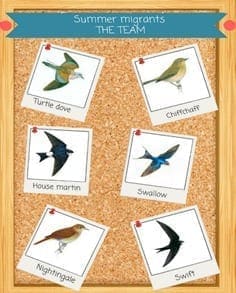 Our swift guide to migrating birds!