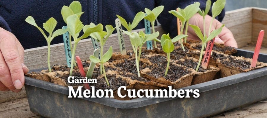Video: An Introduction to Melon Cucumbers