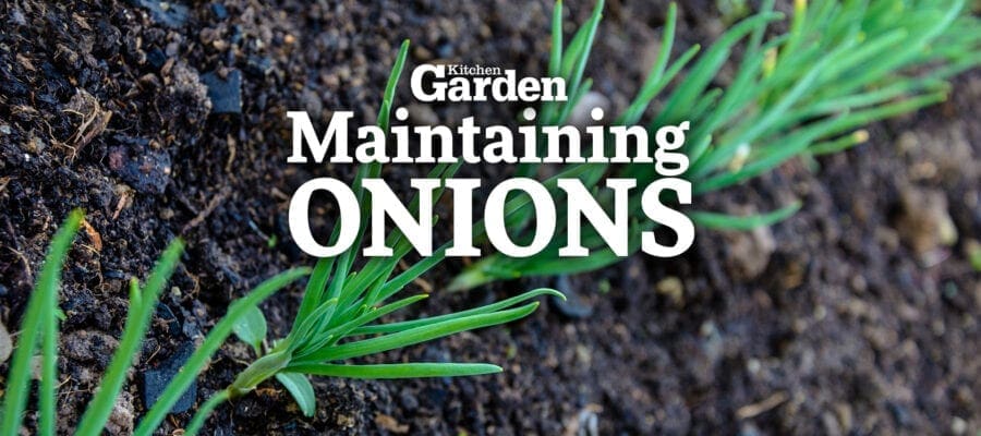Video: How to Maintain Onions as They Grow