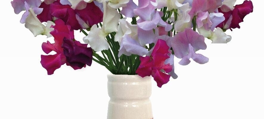 Limited-edition vases for Unwins customers