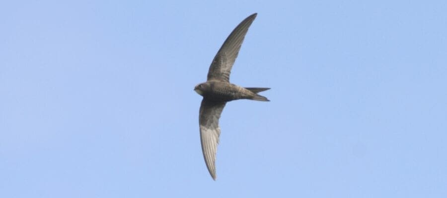 Swifts are the best tenants you can hope for