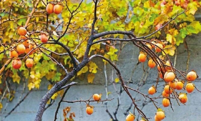 Fruit At A Glance: Persimmons