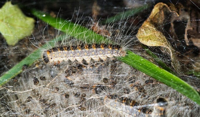 Toxic caterpillar alert