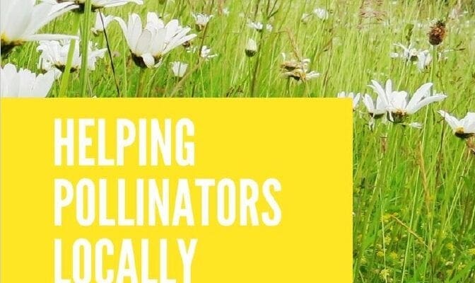 Councils urged to adopt pollinator action plans