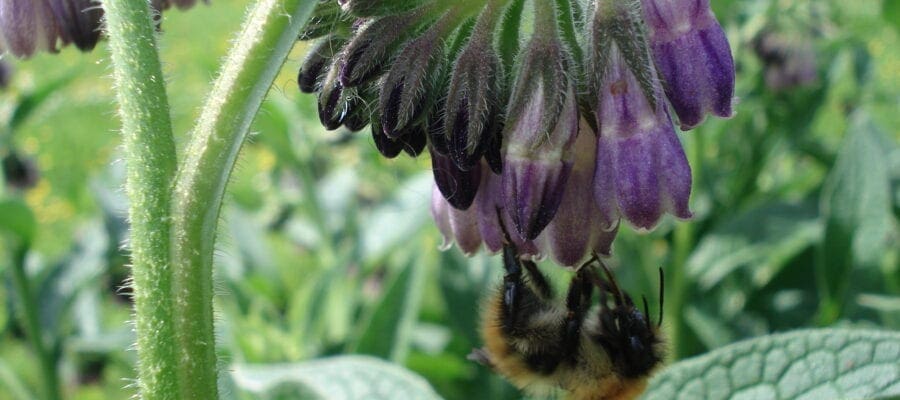 Neonics ‘do harm bees’