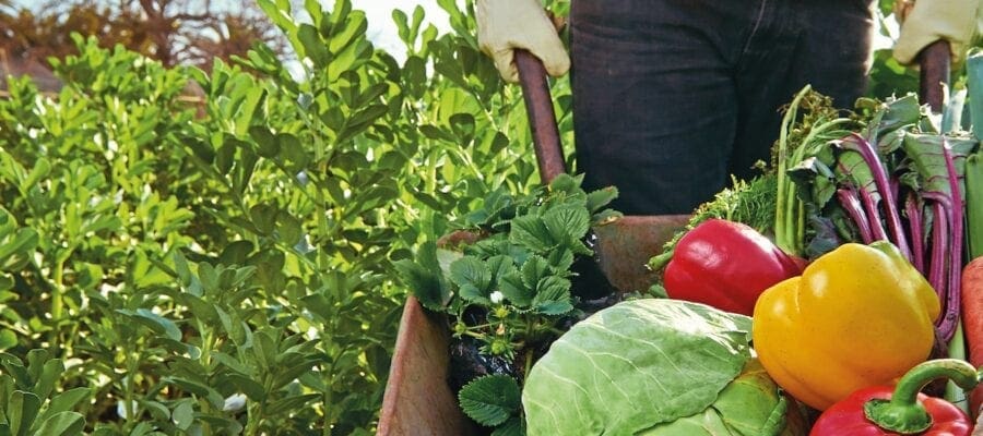 Enjoy the health benefits of growing your own (and eating it!)