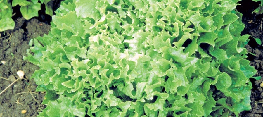 66-Lettuce-homegrown-6-1