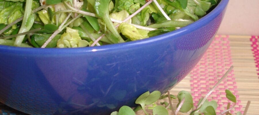 Pea shoot, lettuce and Cheshire cheese salad