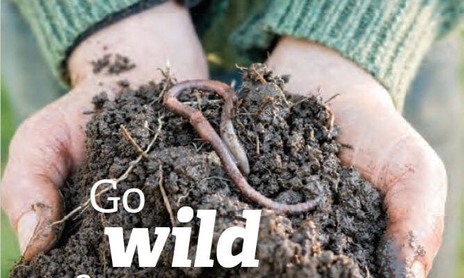 Go wild for worms!
