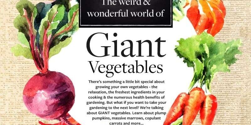 Digging Deeper Into The World Of Giant Vegetables