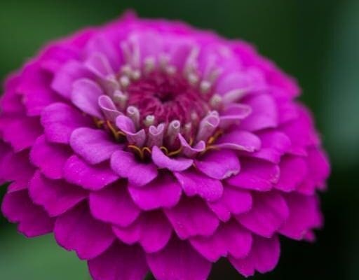 New stunning Zinnia ‘Lilliput Purple’