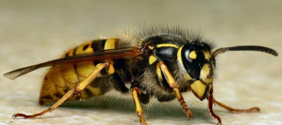 Take action to prevent wasps having an autumn sugar rush