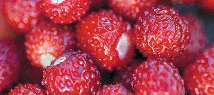 Fruit At A Glance: Alpine Strawberries
