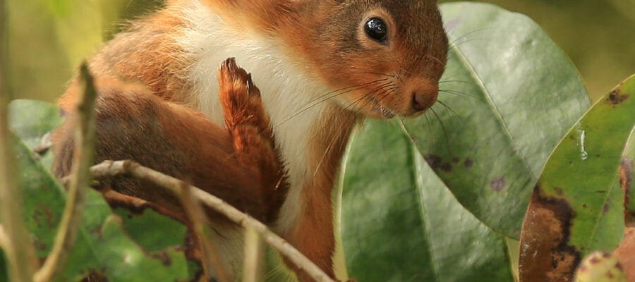 Red squirrels need your help