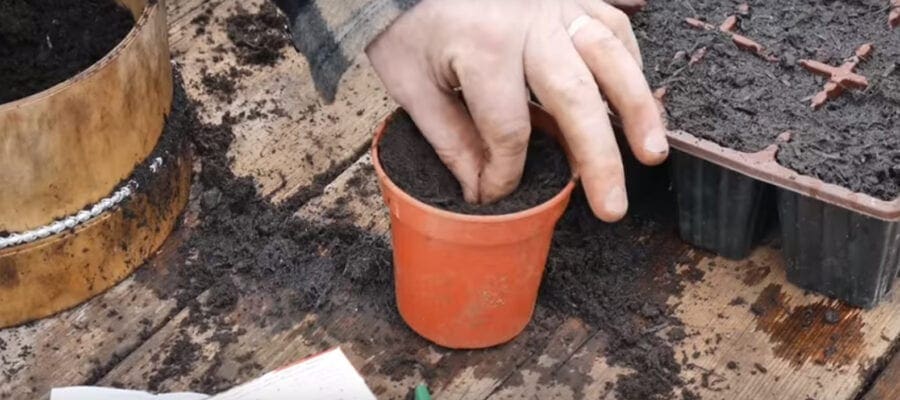 VIDEO: Sowing Courgettes