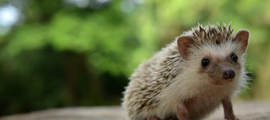 ‘Hedgehog Housing Census’