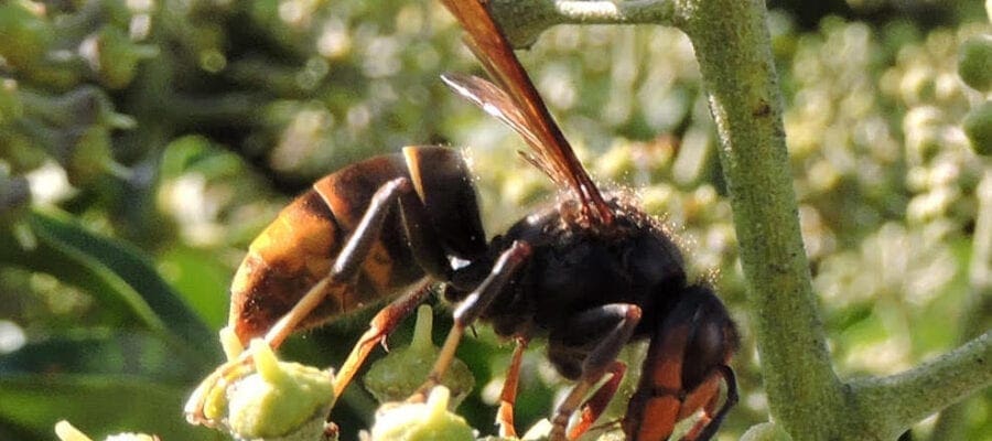 Asian hornet alert