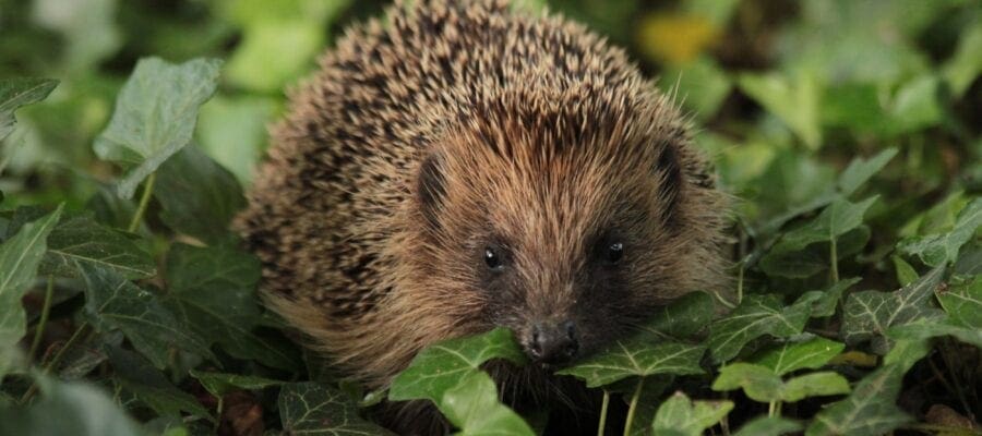 How gardeners can give hope to hedgehogs