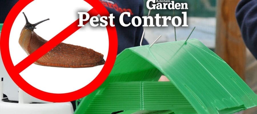 Video:The Best Traps to STOP Pests in the Garden