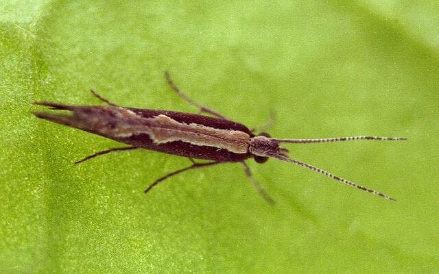 Migrant moths threaten Brassica crops.
