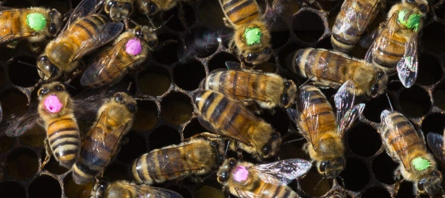 Glyphosate harms honey bees, says new study