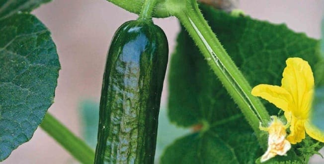 Back To Basics with Cucumbers