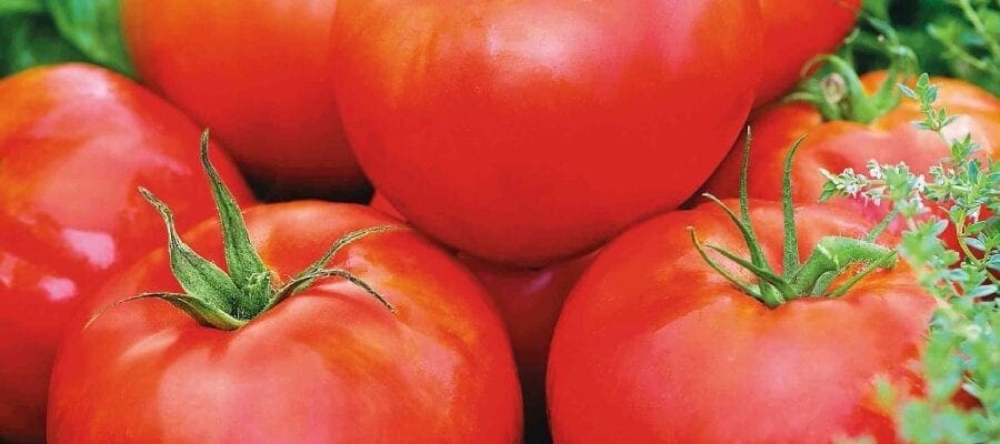 In This Year Of The Tomato...Why Not Try A New Variety?