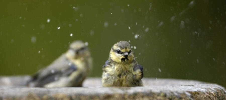 Blue tits taking a bath. Fresh water is essential for garden birds in summer