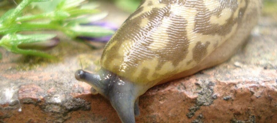 Organic slug control proves itself